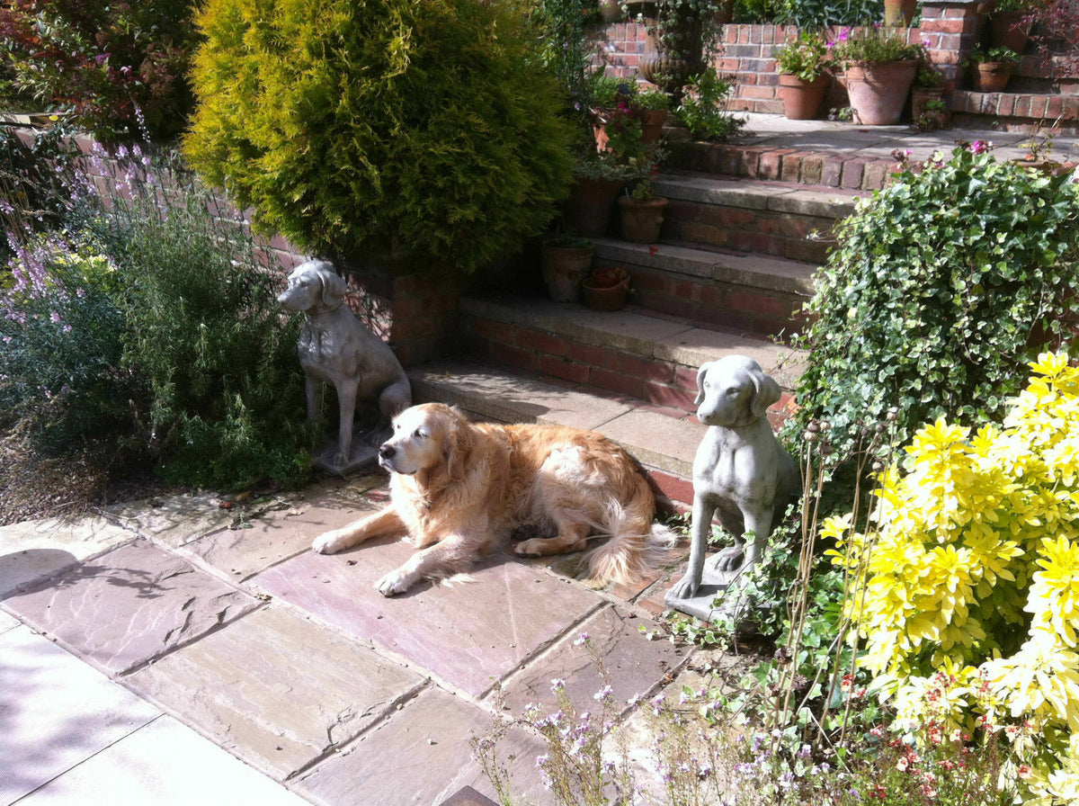 Stone pointer dog statues flanking a real golden retriever in a landscaped garden, enhancing outdoor decor with lifelike detail.