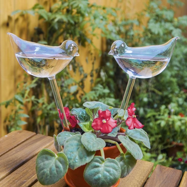 Making the Most of Watering Bulbs