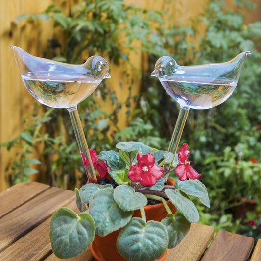 Making the Most of Watering Bulbs