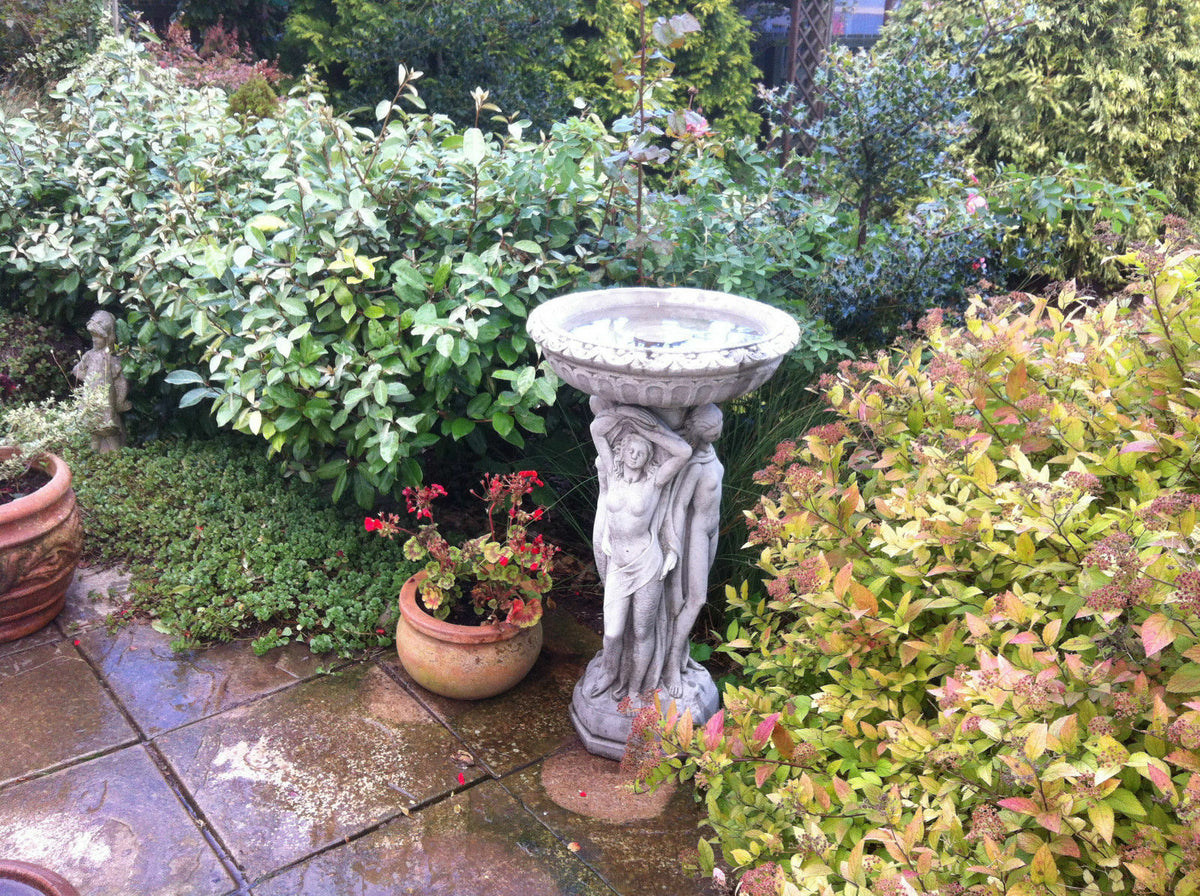 Three Graces Bird Bath placed in a lush garden corner, showcasing its decorative stone design and antique finish.