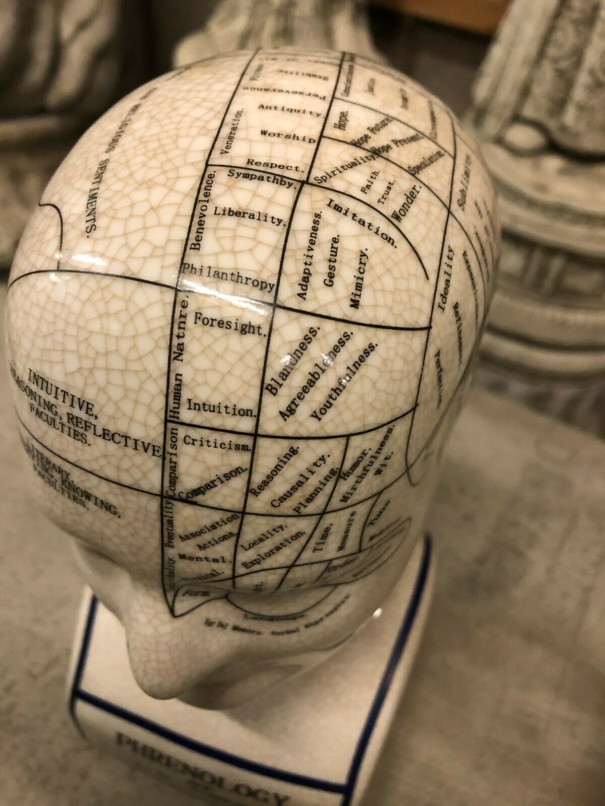 Detailed view of ceramic phrenology head showing labeled brain faculties. A striking decorative item for intellectual spaces.