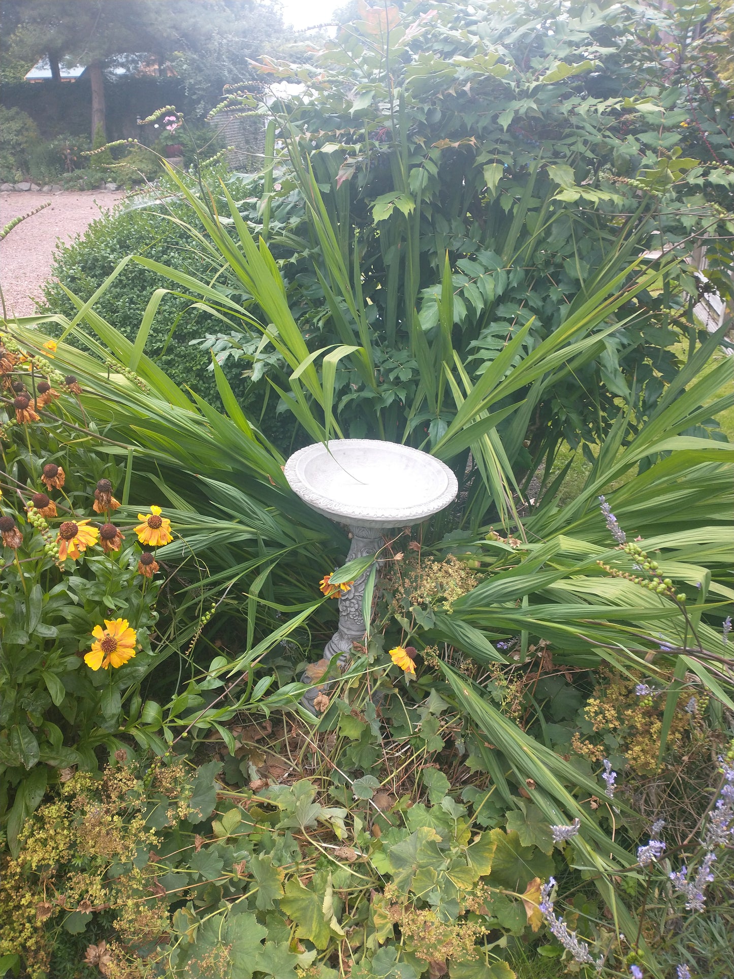 Stone Flower Petal Design Bird Bath nestled among tall green plants and yellow flowers. Blends beautifully into natural garden settings.