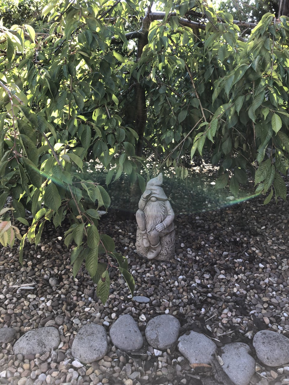 Stone Searching Gnome Garden Ornament placed under a tree on gravel, adding charm and folklore style to outdoor landscaping.