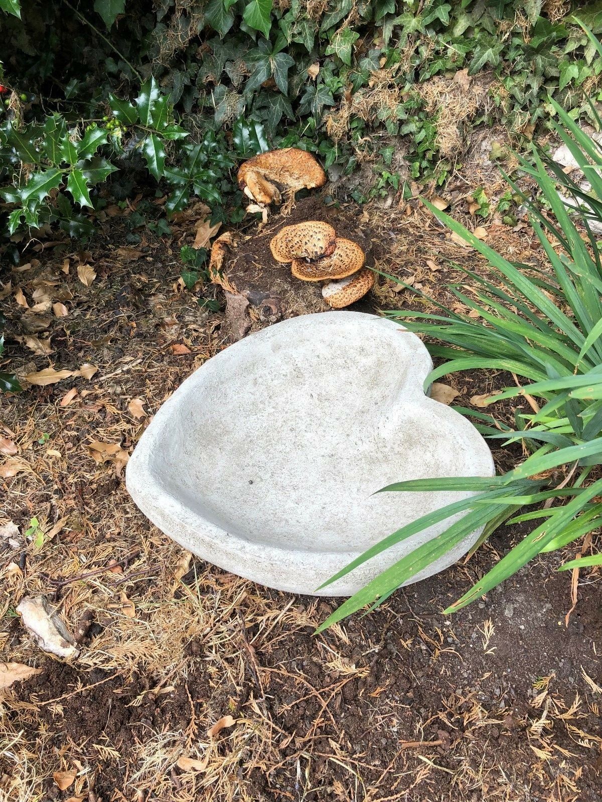 Angled top view of heart-shaped bird bath/feeder in stone, surrounded by plants and mushrooms. Decorative garden piece for birds and small wildlife.