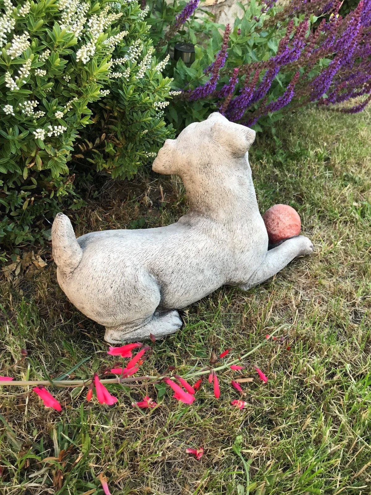 Rear view of Jack Russell Dog Garden Ornament in stone, lying on grass with red ball, surrounded by colorful garden plants and flowers.