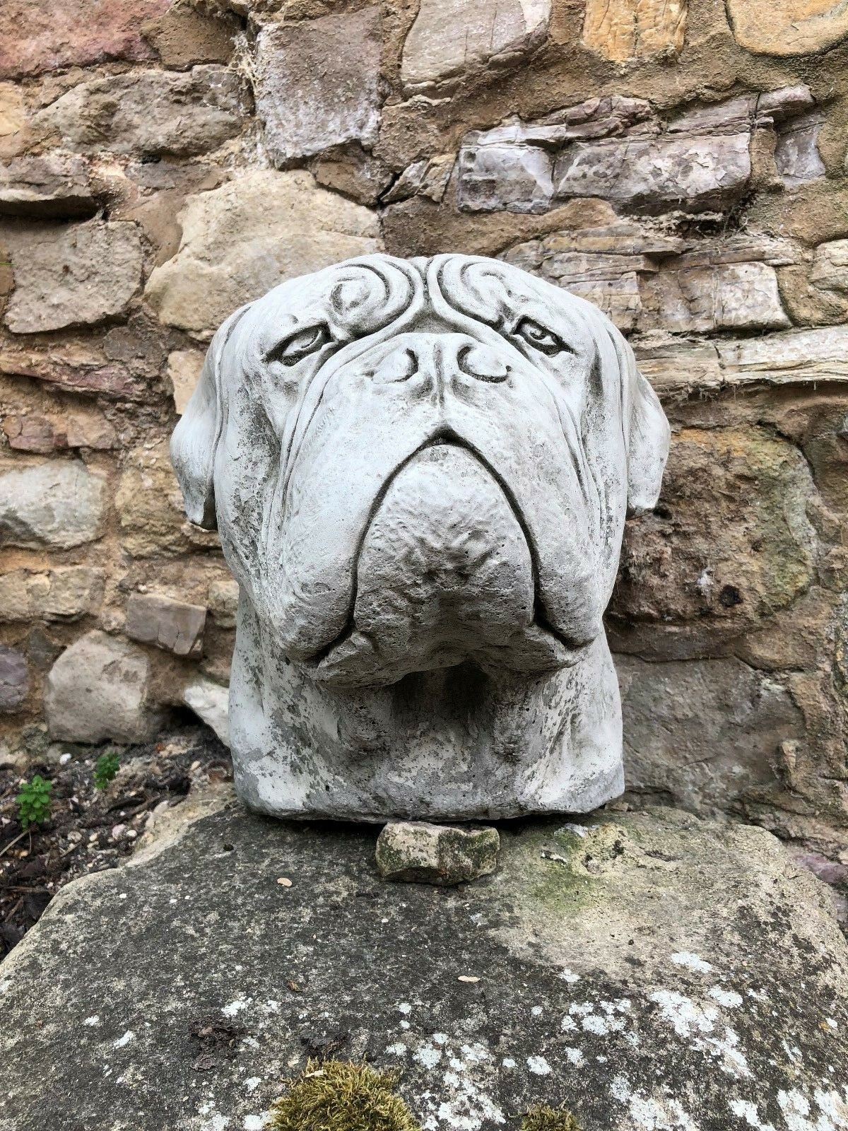 Close-up of Stone Dogue De Bordeaux garden finial with upward gaze, made from solid limestone for lasting garden decor.