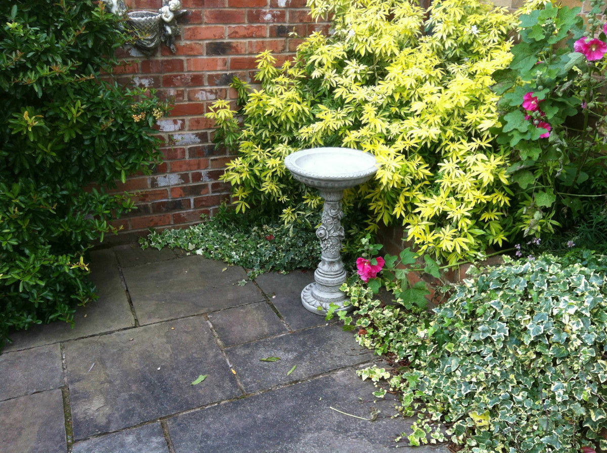 Stone Flower Petal Design Bird Bath placed on a patio surrounded by ivy and shrubs. A decorative centerpiece for garden landscapes.