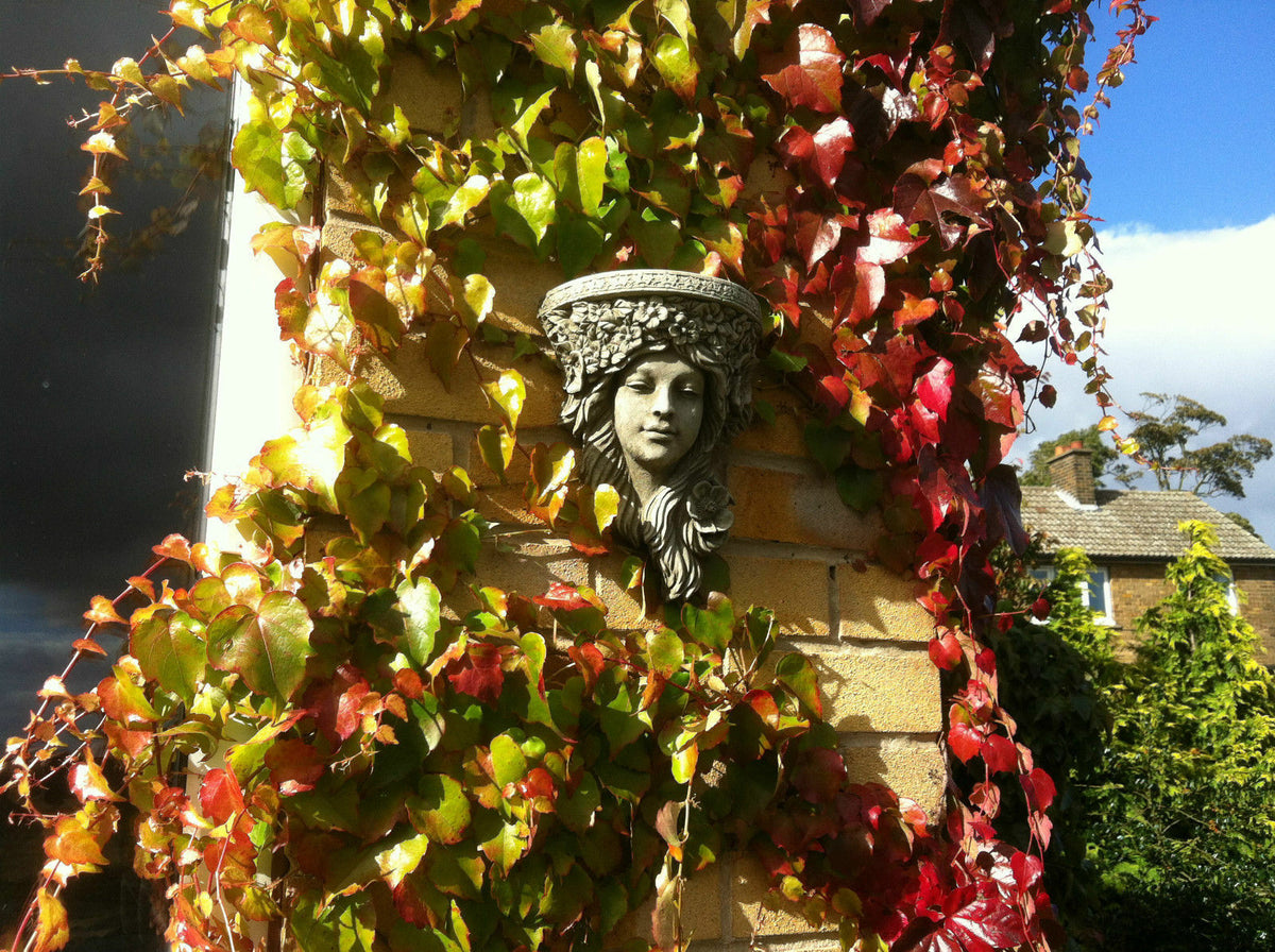 Lady Stone Wall Shelf Plaque fixed to a brick wall with red and green ivy, enhancing garden aesthetics. Decorative outdoor wall shelf.