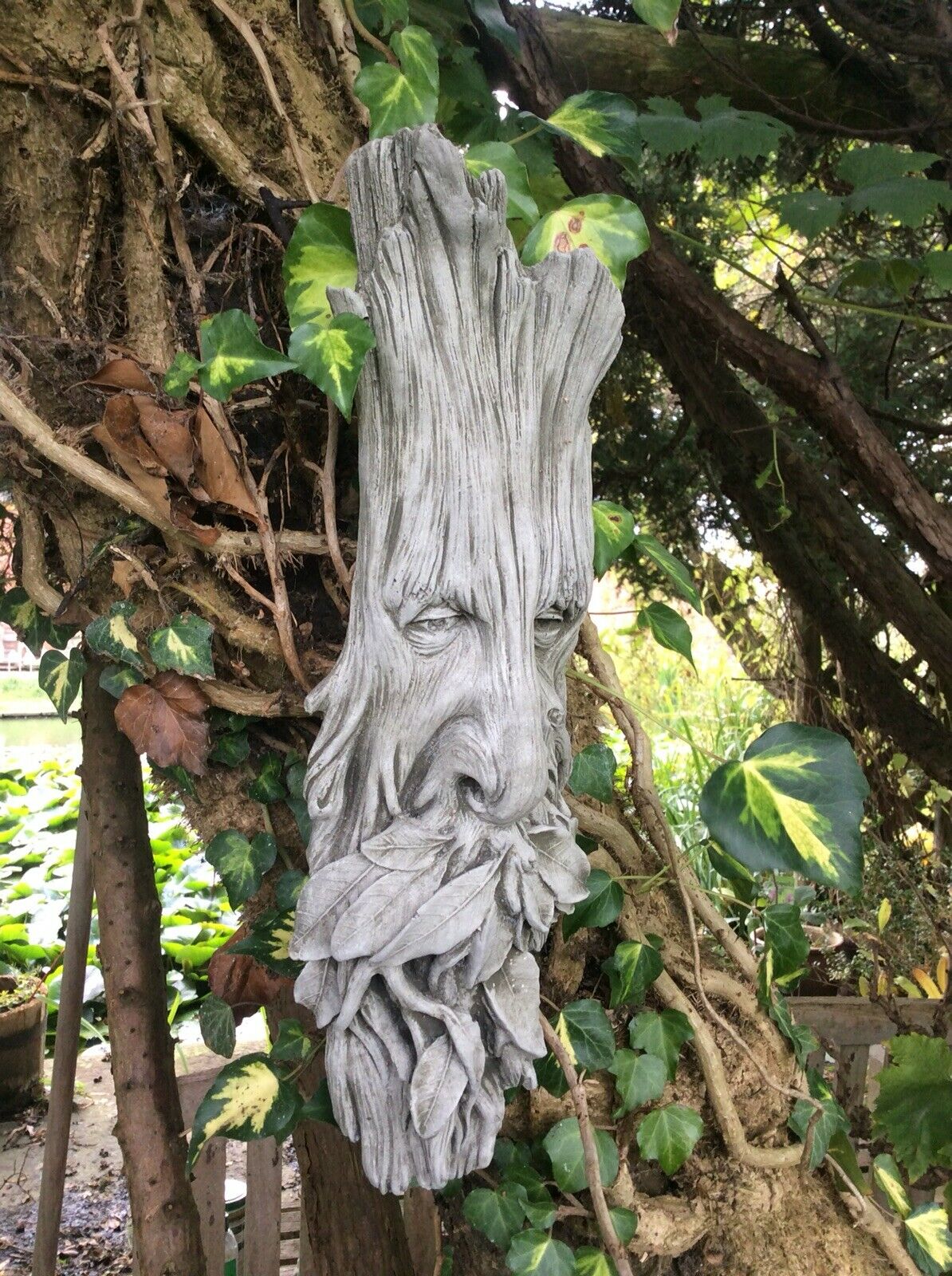 Decorative Greenman Plaque with rustic stone leaf design, mounted on a tree surrounded by ivy and garden foliage.